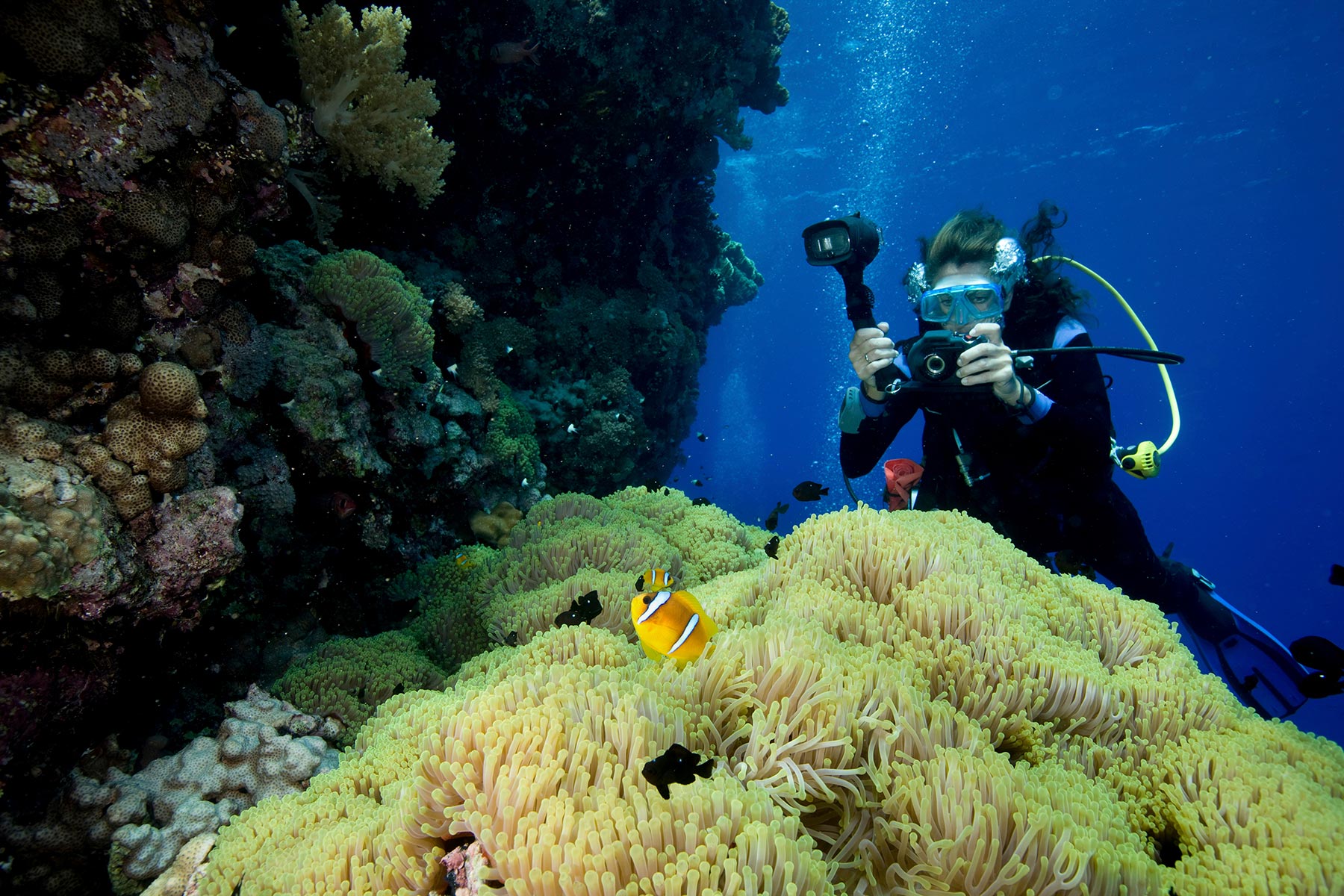 a-carpet-of-green-from-a-gigantic-sea-anemone-stic-small.jpg